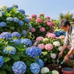 how to care for hydrangeas outdoors