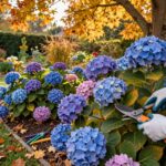 what to do with hydrangeas in the fall