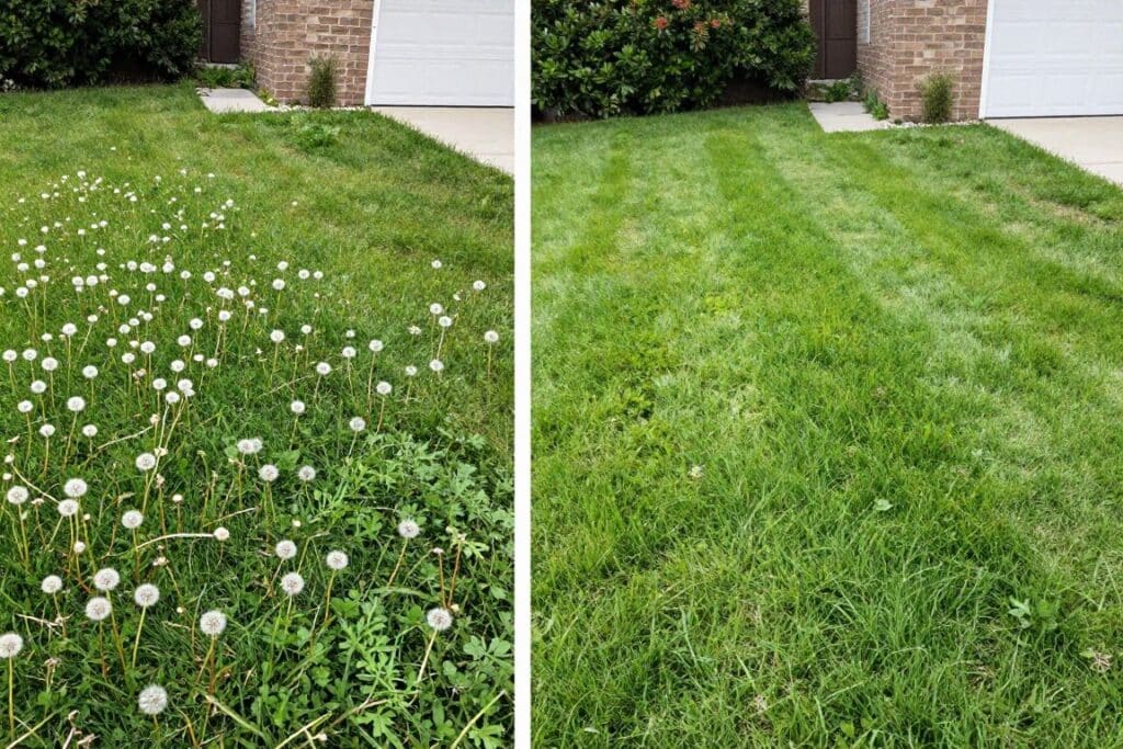Before and after weed control treatment showing lawn transformation