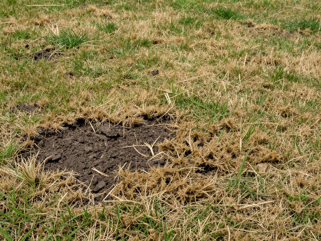 Close-up of damaged lawn in Ludlow showing bare patches and weed problems