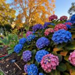 what to do with hydrangeas in the fall